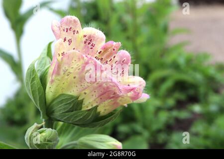 Digitalis purpurea monstrosa Digitalis purea campanulata Mutant Foxglove - große, gerillte, schalenförmige rosa und cremefarbene Topblume mit purpurroten Flecken, Stockfoto