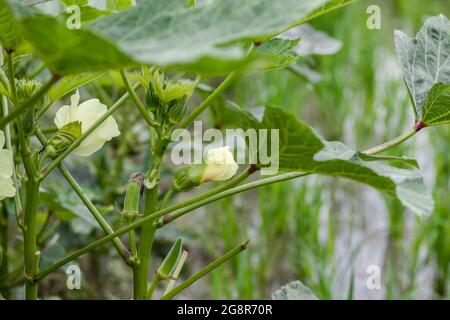 Marienkäfer oder Okra Gemüseblümchen und Knospen in einem landwirtschaftlichen Betrieb Stockfoto