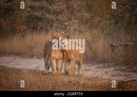 Eine Löwin, Panthera leo, reibt ihren Kopf gegen eine andere Stockfoto