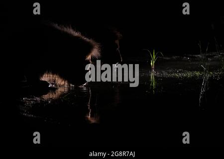 Ein männlicher Löwe, Panthera leo, hockt sich in der Nacht nieder, um Wasser zu trinken, beleuchtet von einem Scheinwerfer Stockfoto