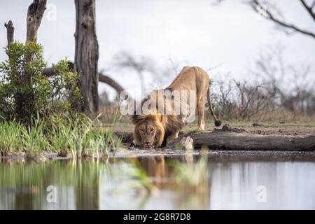 Ein männlicher Löwe, Panthera leo, hockt sich nieder, um Wasser aus einem Wasserloch zu trinken Stockfoto