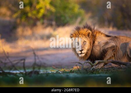 Ein männlicher Löwe, Panthera leo, hockt sich neben einem Wasserloch, direkter Blick Stockfoto