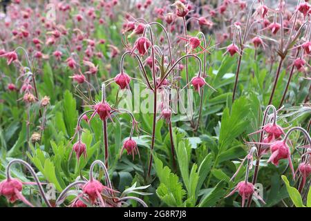 Geum triflorum prairie Smoke – geschlossene, purpurrote Blüten und große, zinnig geteilte Blätter, Mai, England, Großbritannien Stockfoto