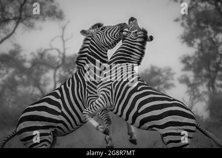 Zwei Zebras, Equus quagga, erheben sich auf ihren Hinterbeinen und kämpfen in Schwarz und Weiß Stockfoto