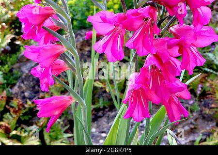 Gladiolus communis subsp byzantinus byzantinischer Gladiolus – trichterförmige magentafarbene Blüten mit zwei weißen Streifen, Mai, England, Großbritannien Stockfoto