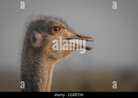 Der Kopf des Straußes, Struthio Kamelus, Seitenprofil, der Mund geöffnet. Stockfoto