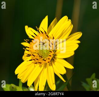Nahaufnahme einer gelben Oxauge (falsche) Sonnenblume (Heliopsis) in einer Iowa-Prärie