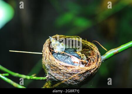 Die Überreste des Vogelbabys starben in seinem Nest. Der kleine Vogel starb im Nest. Die Hornisse beißen das Fleisch des toten Babyvogels. Save Bird Konzept. Stockfoto