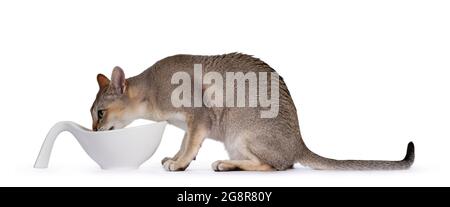 Hübsche junge Erwachsene Singapura Katze, sitzend Seitenwege trinken aus Keramik-Schüssel. Mit hypnotisierenden grünen Augen geradeaus von der Kamera schauen. Stockfoto