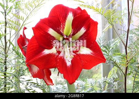 Hippeastrum ‘Barbados’ Amaryllis Barbados - große trompetenförmige, scharlachrote Blüten mit weißem Hals, Mai, England, Großbritannien Stockfoto