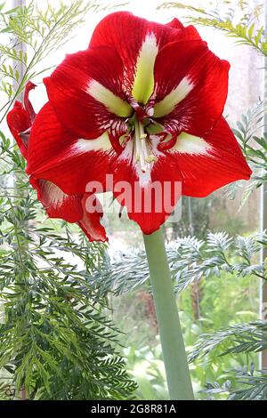 Hippeastrum ‘Barbados’ Amaryllis Barbados - große trompetenförmige, scharlachrote Blüten mit weißem Hals, Mai, England, Großbritannien Stockfoto