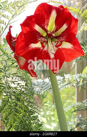 Hippeastrum ‘Barbados’ Amaryllis Barbados - große trompetenförmige, scharlachrote Blüten mit weißem Hals, Mai, England, Großbritannien Stockfoto