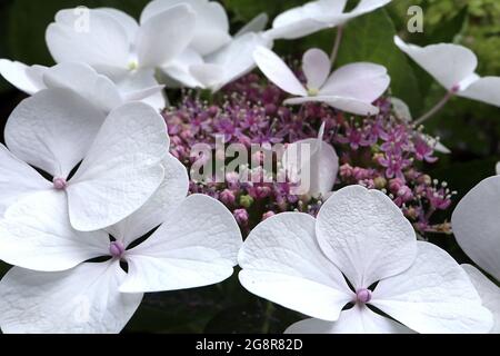 Hortensia macrophylla ‘Teller White’ Hortensia Teller White – Lacecap-Typ mit weißen Blüten und winzigen violetten Blütentrauben, Mai, England, Großbritannien Stockfoto