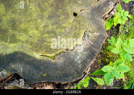 Grünes Moos auf Holzzaun. Natur Hintergrund. Die Vielfalt an weichen Moosen und seltsamen, aber schönen Flechten, die im alten Holzzaun wachsen. Stockfoto