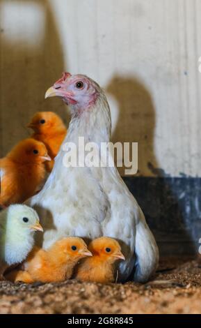 Mutter Henne mit ihrem kleinen Huhn. Entzückende Babyküken ruhen in der Sicherheit von Mutterhennen Federn. Mutter Henne mit Baby Huhn versteckt unter den Flügeln. Stockfoto