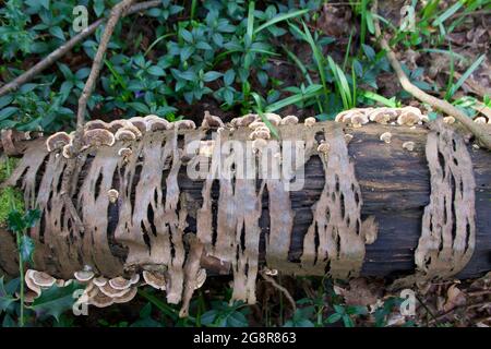 Alte verfaulende oder verfaulende silberne Birkenstämme, die im Garten liegen Stockfoto