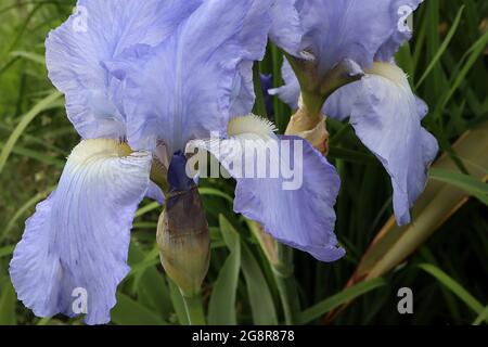 Iris germanica ‘Jane Phillips’ große bärtige Iris TB Hellblaue Standards und hellblaue Fälle, gelber Bart, Mai, England, Großbritannien Stockfoto