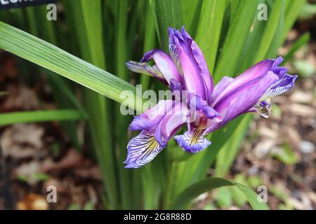 Iris graminea var pseudocyperis species Iris (SPEC) Pflaumeniris – Krallenblüten mit violetten Standards und weißen Rändern, weißen Stürzen, violetten Adern Stockfoto