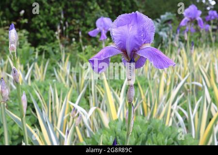 Iris pallida variegata (TB/V) große bärtige Iris Dalmatinische Iris variiert – violett-blaue Standards und Stürze, violett-geäderte Basis, bunte Blätter, Stockfoto