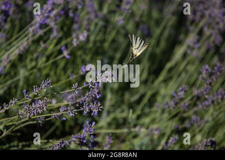 Ein Schmetterling über einem blühenden Lavendelfeld. Stockfoto