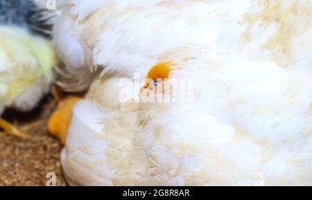 Entzückende Babyküken ruhen in der Sicherheit von Mutterhennen Federn. Mutter Henne mit Baby Huhn versteckt unter den Flügeln. Stockfoto