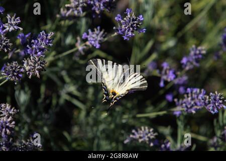 Ein Schmetterling über einem blühenden Lavendelfeld. Stockfoto