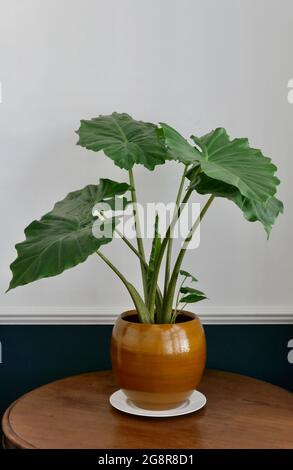 Exotischer Alocasia mit großem grünen Laub in Innenräumen in braunem Tontopf Stockfoto