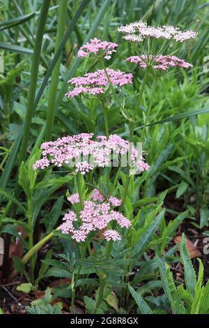 Ligusticum mutellina pinkfarbener Liebstöckel – kleine rosafarbene umbellifere Büschel und dunkelgrüne, zinnig zerschnitzte und lanzförmige Blätter, Mai, England, Großbritannien Stockfoto