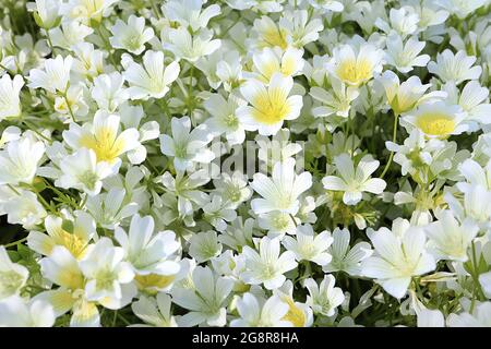 Limnanthes douglasii pochierte Eierpflanze – weiße schalenförmige Blüten mit großer gelber Mitte und grauen Adern, Mai, England, Großbritannien Stockfoto