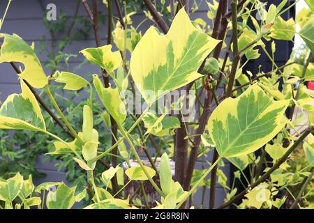 Liriodendron tulipifera ‘Aureomarginatum’ bunter Tulpenbaum – 2D-Tulpenförmige mittelgrüne Blätter mit breiten gelben Rändern, Mai, England, Großbritannien Stockfoto