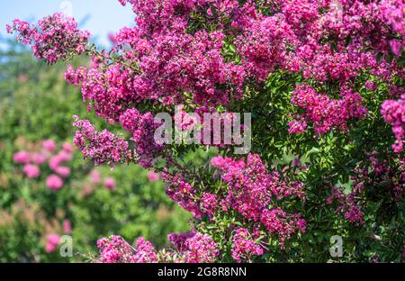 Wunderschöne rosa Blüten auf Crape Myrtle (Lagerstroemia) Bäumen in Snellville, Georgia. (USA) Stockfoto