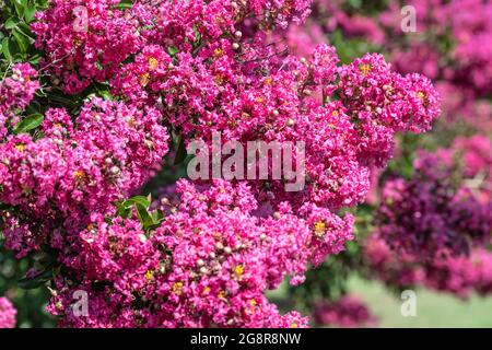 Wunderschöne rosa Blüten auf Crape Myrtle (Lagerstroemia) Bäumen in Snellville, Georgia. (USA) Stockfoto