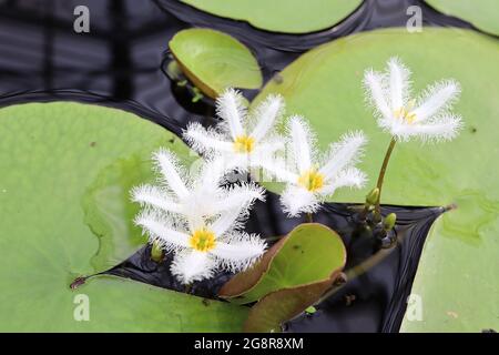 Nymphoides indica / Thunbergiana Wasserschneehacke – weiße sternförmige Blüten mit Fransen und Seerosenblättern, Mai, England, UK Stockfoto