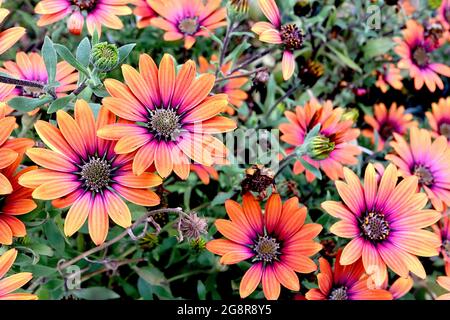 Osteospermum ‘Purple Sun’ African Daisy Purple Sun – orange und lila Daisy-ähnliche Blumen, Mai, England, Großbritannien Stockfoto