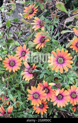Osteospermum ‘Purple Sun’ African Daisy Purple Sun – orange und lila Daisy-ähnliche Blumen, Mai, England, Großbritannien Stockfoto