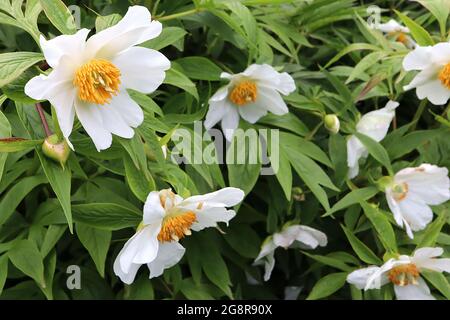 Paeonia emodi Himalayan Pfingstrose – einzelne weiße schalenförmige Blüten und mittelgrüne tief gespaltene Blätter, Mai, England, Großbritannien Stockfoto