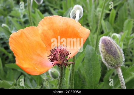 Papaver somniferum ‘Orange Chiffon’ Opiummohn Orange Chiffon – einzelne orange Blume mit rosa Staubgefäßen, schwarzen Anthern, braune Kappe, grünen Eierstock, Mai, UK Stockfoto