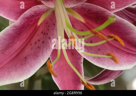 Lebhaft rosa Tiger Lilien Stargazer Lilien Blumen im blühenden Sommer Close Up . Hochwertige Fotos Stockfoto