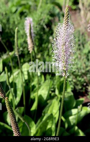 Plantago media / Steposa hoary Wegerich – Blütenspitzen winziger blassrosa Blüten auf langen rosa Staubblättern, Mai, England, Großbritannien Stockfoto