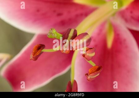 Lebhaft rosa Tiger Lilien Stargazer Lilien Blumen im blühenden Sommer Close Up . Hochwertige Fotos Stockfoto