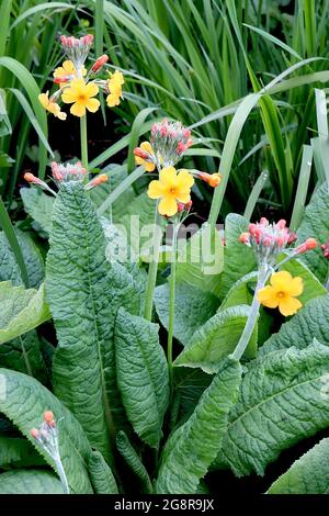 Primula bulleyana Bulley’s Primrose – Kerzenleuchter primula mit radialen Reihen salver-förmiger gelber Blüten, Mai, England, Großbritannien Stockfoto