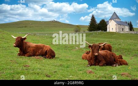 Herde Salers Kühe mit Kälbern auf einer Alm vor einer Kapelle. Stockfoto