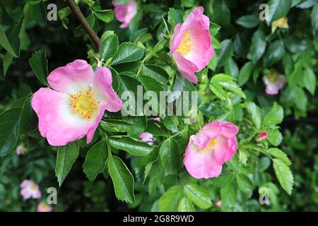 Rosa canina (Strauchrose) Hunderose – kleine rosa Blüten mit weißem Halo, Mai, England, Großbritannien Stockfoto