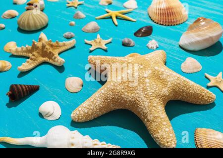 Sammlung von verschiedenen Muscheln auf blauem Holzgrund Stockfoto