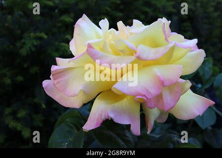 Rosa ‘Gloria Dei’ (HT) Rose Peace – duftende große gelbe cremefarbene Blüten mit rosa Rändern, Mai, England, Großbritannien Stockfoto