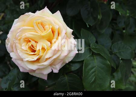 Rosa ‘Gloria Dei’ (HT) Rose Peace – duftende große gelbe cremefarbene Blüten mit rosa Rändern, Mai, England, Großbritannien Stockfoto