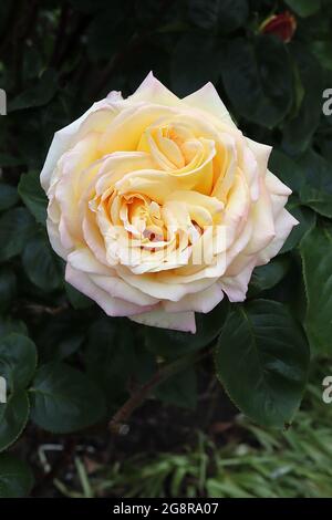 Rosa ‘Gloria Dei’ (HT) Rose Peace – duftende große gelbe cremefarbene Blüten mit rosa Rändern, Mai, England, Großbritannien Stockfoto