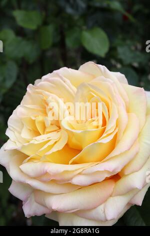 Rosa ‘Gloria Dei’ (HT) Rose Peace – duftende große gelbe cremefarbene Blüten mit rosa Rändern, Mai, England, Großbritannien Stockfoto