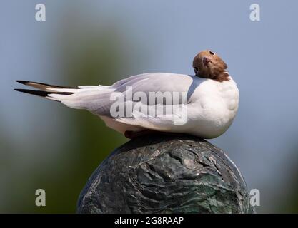 Auf der Statue von Peter Scott in Slimbridge WWT Gloucestershire steht eine schwarze Möwe Stockfoto