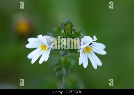 Eyeblight (euphrasia officinalis), eine kleine weiße Wildblume mit violetten Adern und gelben Zentren, Großbritannien Stockfoto